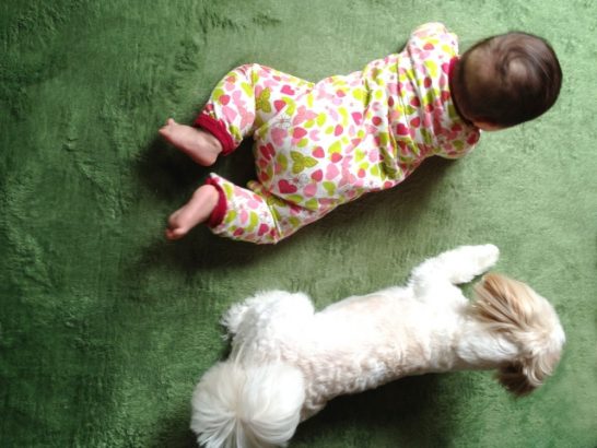 犬と赤ちゃんいつから一緒にあそばせる？