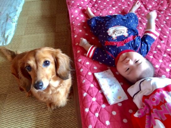 犬と赤ちゃんが一緒に暮らすための部屋づくり