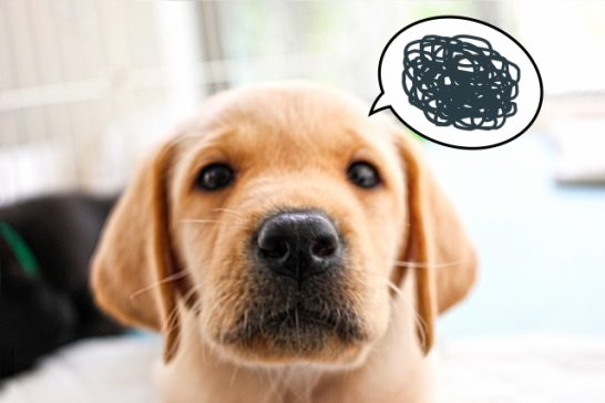 赤ちゃんと犬が一緒に暮らすには犬のストレスケアもわすれないで！